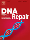 DNA REPAIR杂志封面